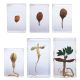 Knowledge Builder Peanut Life Cycle X 2