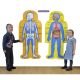 Double-Sided Magnetic Human Body Demonstration Set